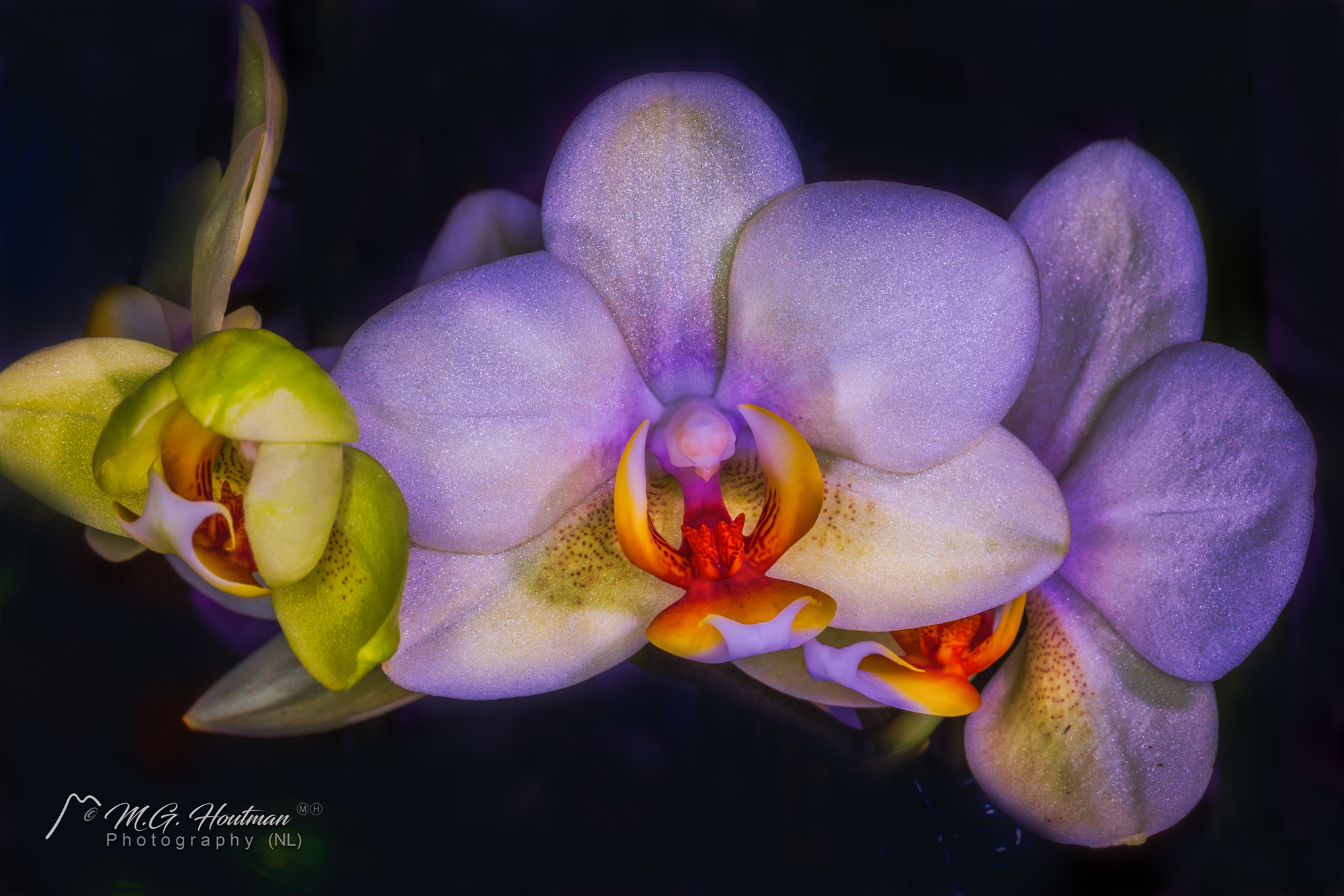 Orchids - Orchideeën