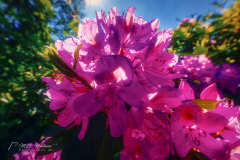 Rododendron