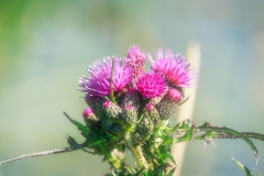 Distel