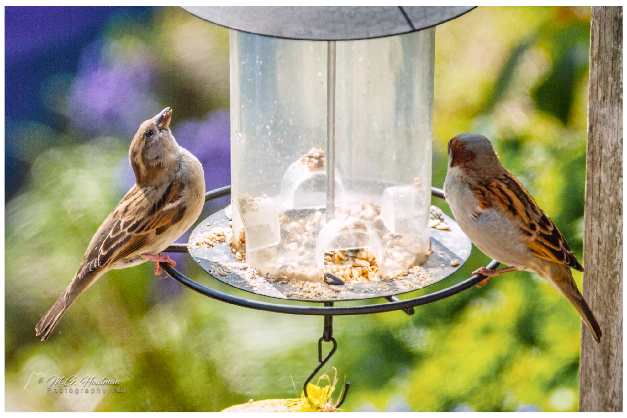 Two little sparrows at the spring meal