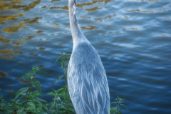 Si_5DM40502a