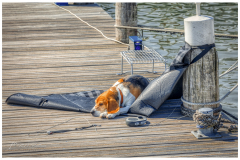 Yeah, we're going to the harbor again!
