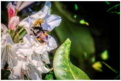 Bumblebee at work