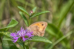 Si_5DM49144aa