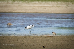 Si_IMG_0018aa