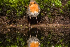 Si_IMG_0096aa