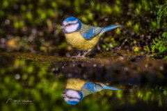 Si_IMG_0117aa