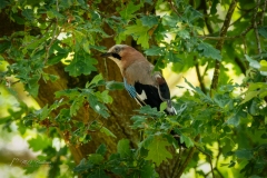 Si_IMG_0426aa