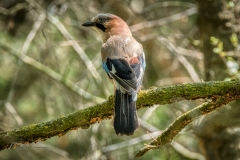 Si_IMG_0436aac