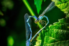 Si_IMG_0517ada