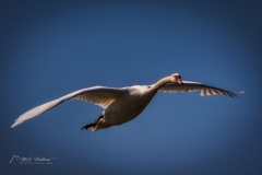 Si_IMG_1296aa