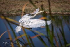 Si_IMG_1298aa
