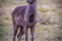 Si_IMG_1453ab