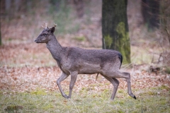 Si_IMG_1458-bewerkt-bb