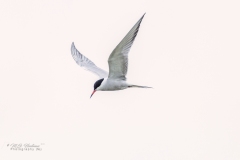 Si_IMG_1572aa