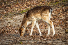 Si_IMG_1625ab