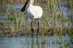 Si_IMG_2117aa