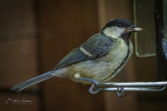 Si_IMG_2163-bewerkt-aa