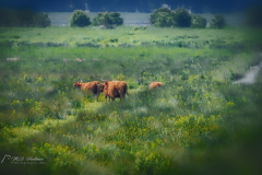 Si_IMG_2331aa