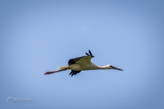 Si_IMG_3205aa