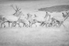 Si_IMG_3707ab