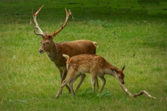 Si_IMG_3724ab