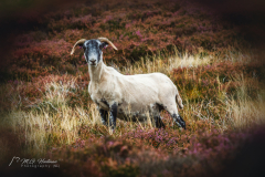 Haggis