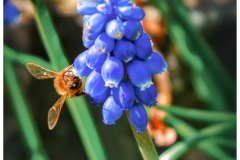 Bee on Blue