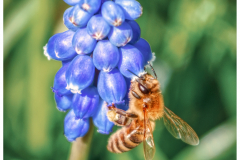honey on demand