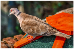 Pigeon on roof