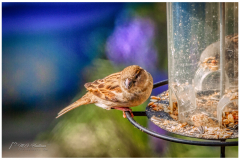 The Sparrow