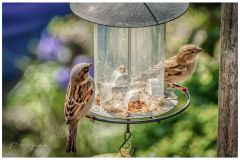 Two little sparrows at the spring meal