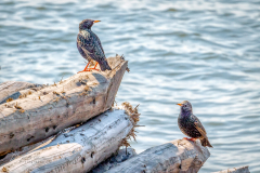 Waiting for fish