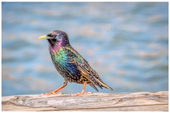 Sturnus vulgaris