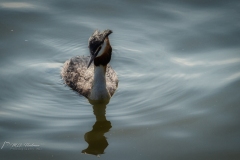 Si_IMG_5493aa