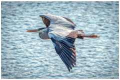 Landing of a Blue Heron