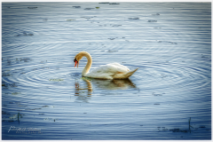 Swan