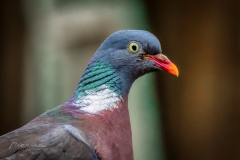 Si_IMG_5808ab