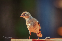 Si_IMG_5921ab