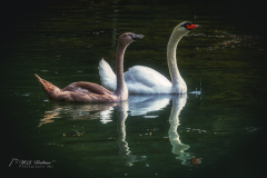 Si_IMG_6165aa