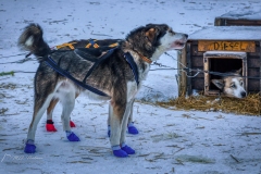 De rit met de husky’s duurde zo’n halfuur over een afstand van 5 kilometer, over een bevroren zoutwatermeer Langfjorden, een 18km lang en 400-750m breed fjord in de gemeente Sør-Varanger, met een ijslaag van 1 meter dik.