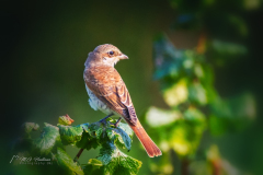 De grauwe klauwier (Lanius collurio) is een zangvogel die in Nederland en België in het broedseizoen verblijft. De wetenschappelijke naam van de soort werd in 1758 gepubliceerd door Carl Linnaeus.[2] De vogel is de kleinste van de in West-Europa voorkomende klauwieren. Klauwieren (Laniidae) zijn een familie uit de orde van de zangvogels. Deze familie zit in de superfamilie Corvoidea en is daardoor het meest verwant aan de kraaien en de wielewalen.