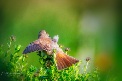 De grauwe klauwier (Lanius collurio) is een zangvogel die in Nederland en België in het broedseizoen verblijft. De wetenschappelijke naam van de soort werd in 1758 gepubliceerd door Carl Linnaeus.[2] De vogel is de kleinste van de in West-Europa voorkomende klauwieren. Klauwieren (Laniidae) zijn een familie uit de orde van de zangvogels. Deze familie zit in de superfamilie Corvoidea en is daardoor het meest verwant aan de kraaien en de wielewalen.