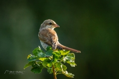 Si_IMG_6601ab