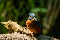 Si_IMG_6789ab