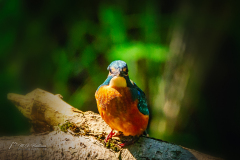 Si_IMG_6791ab