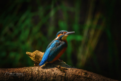 Si_IMG_6976ab