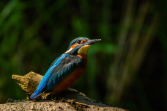 Si_IMG_6980aa
