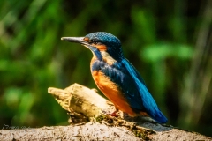 Si_IMG_6993ab