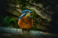 Si_IMG_7041ab-2